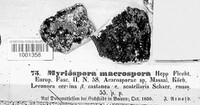 Image of Myriospora macrospora